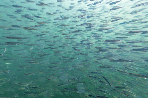 Jungfischschwarm in der Schafwaschener Bucht  Foto: Andreas Hartl
