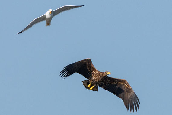Möwe attackiert Seeadler  Foto: Thomas Alberer
