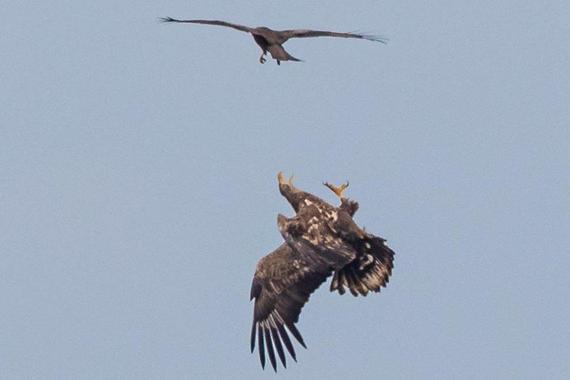 Schwarzmilan attackiert Seeadler  Foto: Andreas Hartl
