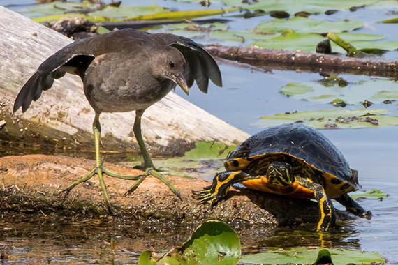 Teichhuhn und Schildkröte  Foto: Thomas Alberer