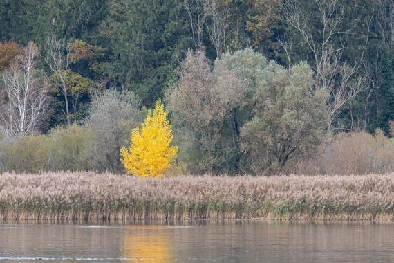 Herbstfarben in der Hirschauer Bucht  Foto: Andreas Hartl