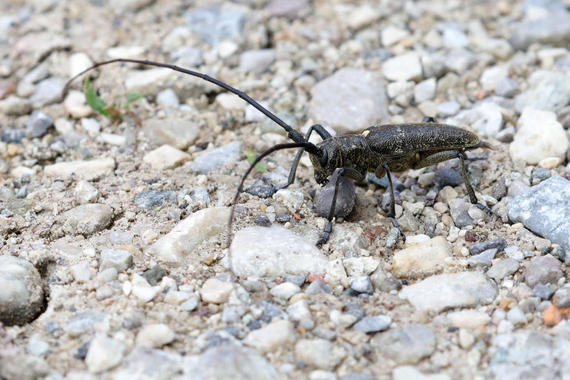 Langhornbock  (Monochamus Sartor) Männchen - Käfer   Foto: Hans Wolf