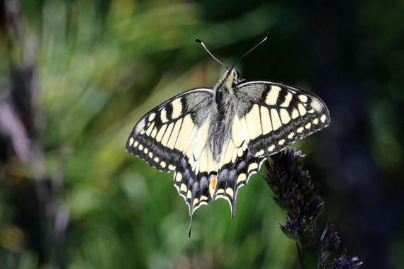 Schwalbenschwanz  (Papilio Machaon)    Foto: Hans Wolf