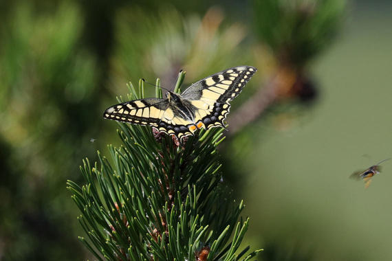 Schwalbenschwanz  (Papilio Machaon)    Foto: Hans Wolf