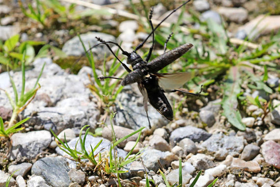 Langhornbock  (Monochamus Sartor)  Männchen  Käfer am Spitzstein  Foto: Hans Wolf