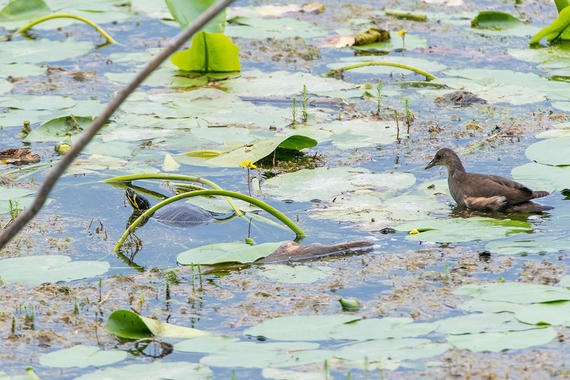Gelbwangenschildkröte und Teichuhn   Foto: Thomas Alberer