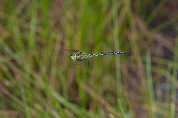 Blaugrüne Mosaikjungfer   Foto: Andreas Hartl