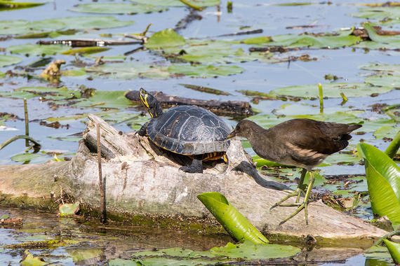 Teichhuhn und Schildkröte   Foto: Thomas Alberer