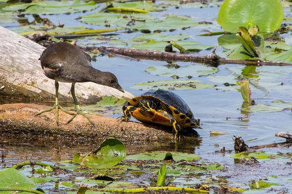 Teichhuhn und Schildkröte   Foto: Thomas Alberer