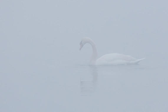 Höckerschwan im Nebel  Foto: Thomas Alberer
