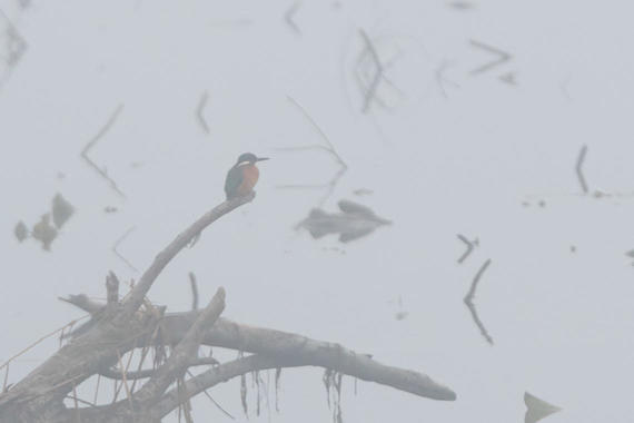 Eisvogel im Nebel  Foto: Thomas Alberer
