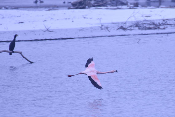 Flamingo   Foto: Sasha Jumanca