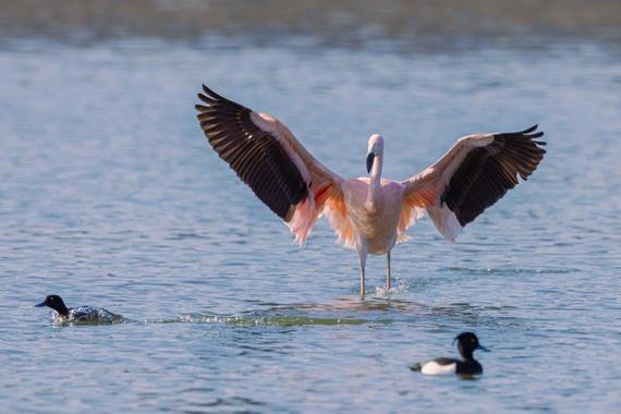 Flamingo  Foto: Andreas Hartl