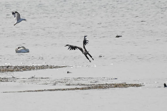Seeadler und Mittelmeermöwe  Foto: Sasha Jumanca