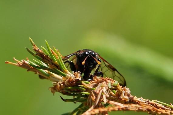 Insekt  Foto: Johannes Almer