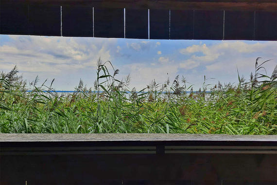 versperrte Sichtachse auf den See  Foto: Dirk Alfermann