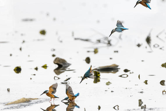 Eisvogel im Anflug   Foto: Thomas Alberer