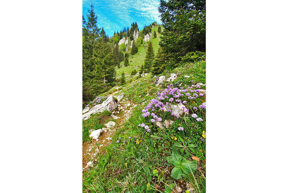Alpenblumen am Weg  Foto: Johannes Almer