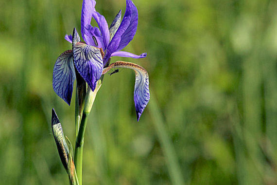 Sibierische Iris   Foto: Dieter Naundorf
