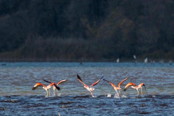 Flamingo   Foto: Andreas Hartl