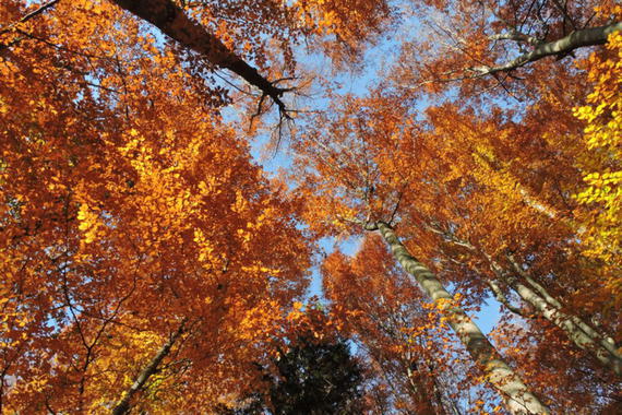 Herbstfarben  Foto: Johann Zimmermann