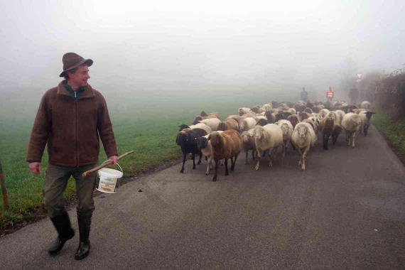 Martin Kollmannsberger und seine Schafe  Foto: Anton Hötzelsperger