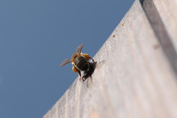 Biene mit Höschen   Foto: Dagmar Haizinger