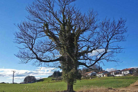 bewachsener Baum   Foto: Anton Hötzelsperger
