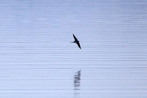 Rauchschwalbe   Foto: Hans Wolf