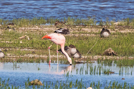 Flamingo bei der Nahrungssuche  Foto: Andreas Hartl