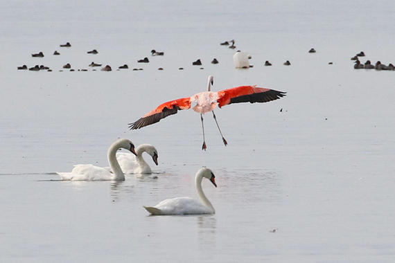 Flamingo   Foto: Hans Wolf