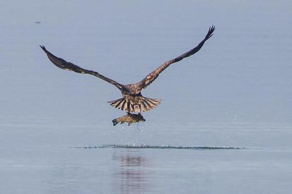 Seeadler erbeutet eine Schleie  Foto: Andreas Hartl