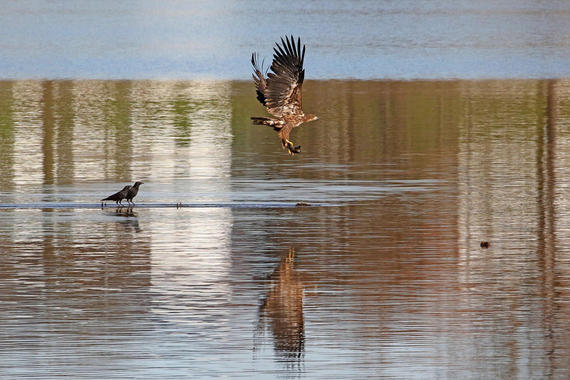 Seeadler mit Beute unterwegs   Foto: Hans Wolf