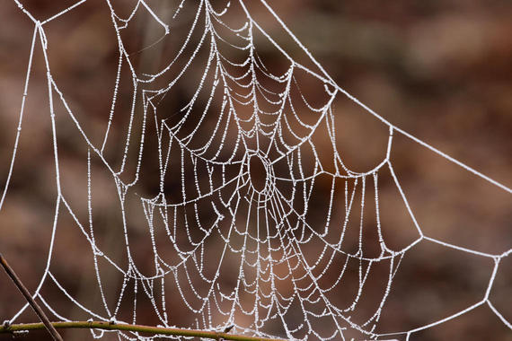 Spinnennetz   Foto: Hans Wolf