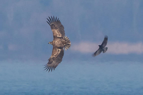 Seeadler wird von Rabenkrähen attackiert  Foto: Andreas Hartl
