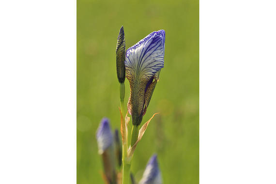 Sibirische Schwertlilie - Knospen  Foto: Dagmar Haitzinger
