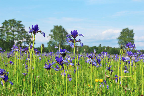 Sibirische Schwertlilie - Blütenmeer  Foto: Dagmar Haitzinger