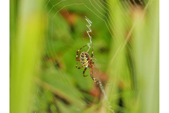 Spinne beim Netzbau  Foto: Johannes Almer
