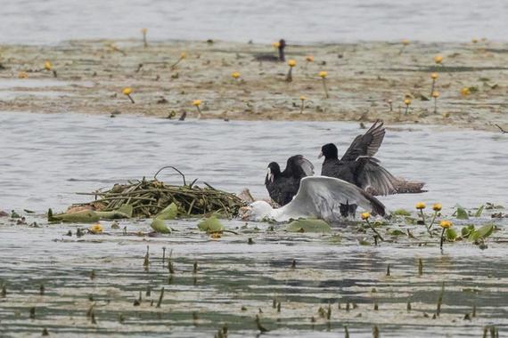 Blessrallen verteidigen Nest gegen Mittelmeermöwe   Foto: Andreas Hartl