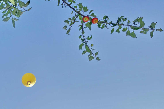 Heißluftballon & Apfelbaum  Foto: Anton Hötzelsperger