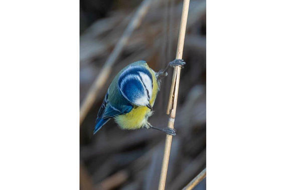 Blaumeise frißt Schilffliegenlarven   Foto: Andreas Hartl