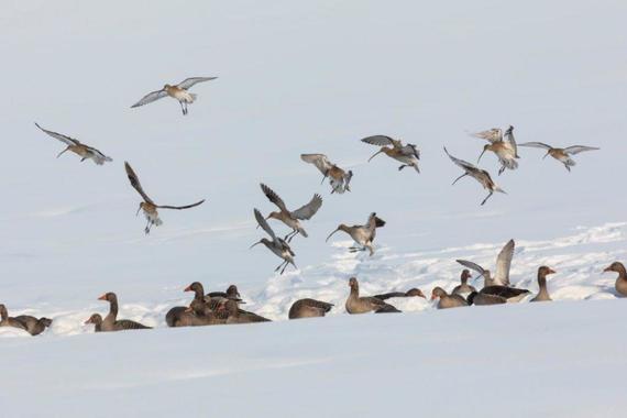 Brachvögel landen zwischen Graugänsen  Foto: Andreas Hartl