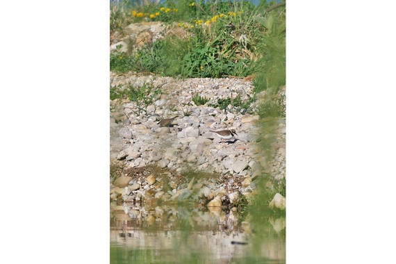 Flussregenpfeifer  Foto: Johannes Almer  