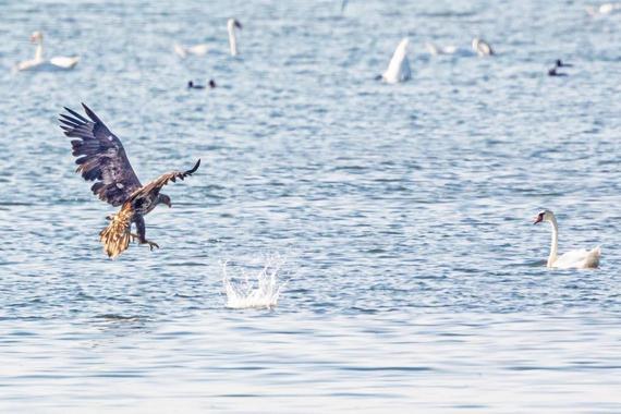Seeadler attackiert Blessrallen  Foto: Andreas Hartl