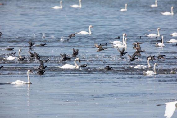 In Panik vor Seeadler flüchtende Wasservögel   Foto: Andreas Hartl