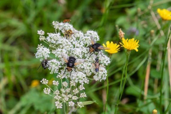 Dolden der wilden Möhre - Futterpflanze für zahlreichen Insekten  Foto: Andreas Hartl