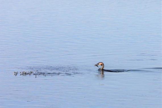 Jungfischschwarm llüchtet vor jagendem Haubentaucher  Foto: Andreas Hartl