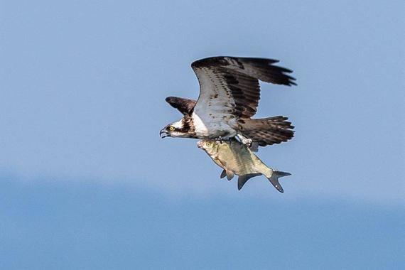 Fischadler mit erbeuteter Brachse  Foto: Andreas Hartl