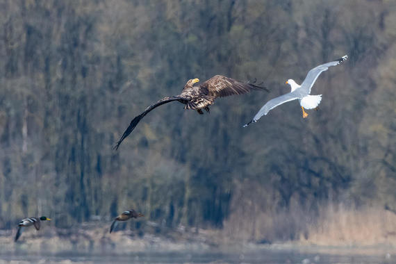 Seeadler attackiert von Möwe Foto: Thomas Alberer