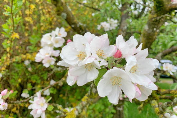 Apfelblüte  Foto: Anton Hötzelsperger